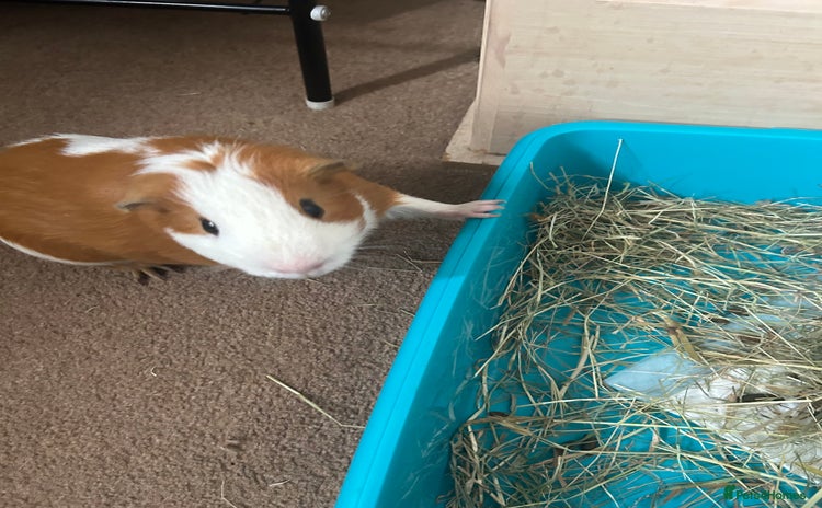 Guinea Pig rodents - Advert 3