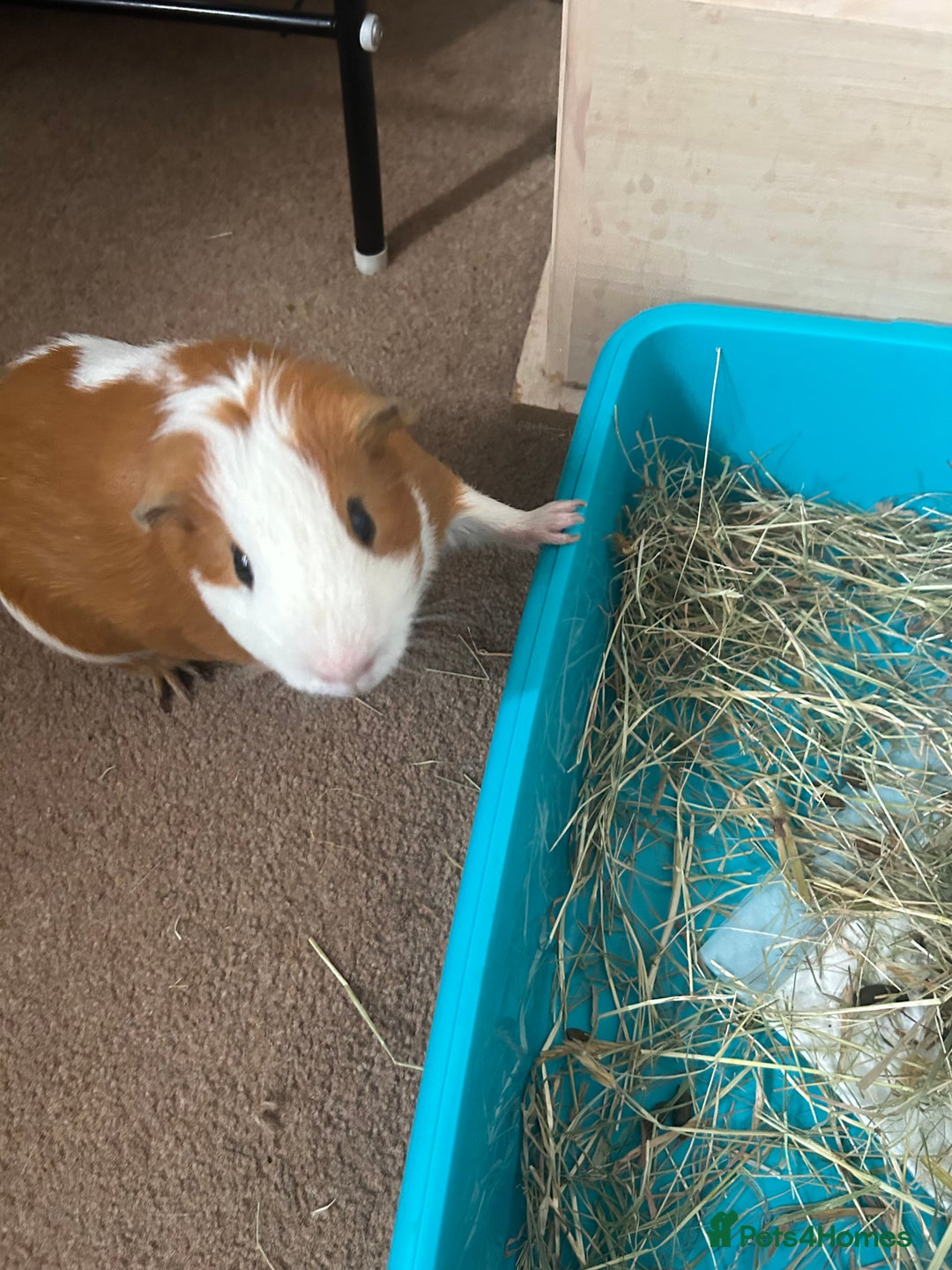 Guinea Pig rodents for sale: Ginger the Guinea Pig - Image 1