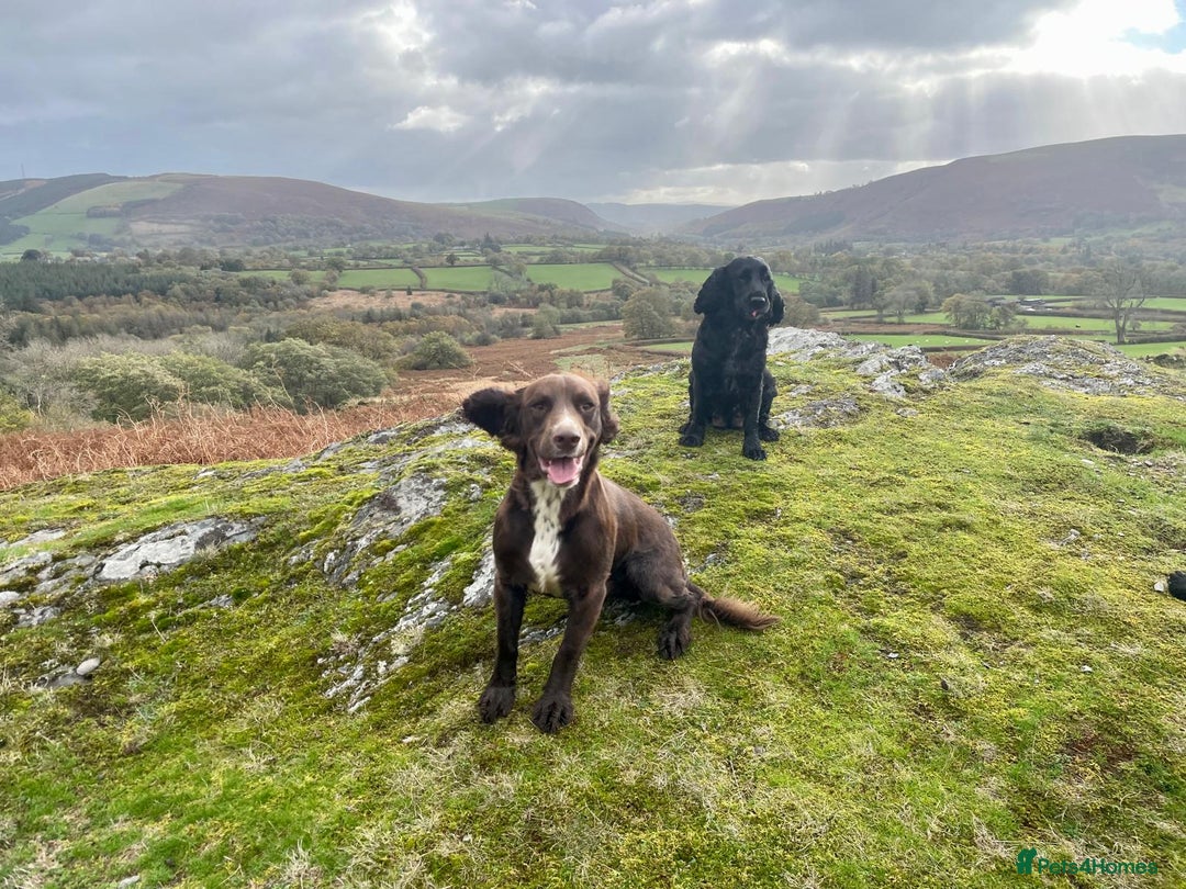 Cocker Spaniel dogs for sale: Beautiful cocker spaniel boy  - Advert 3