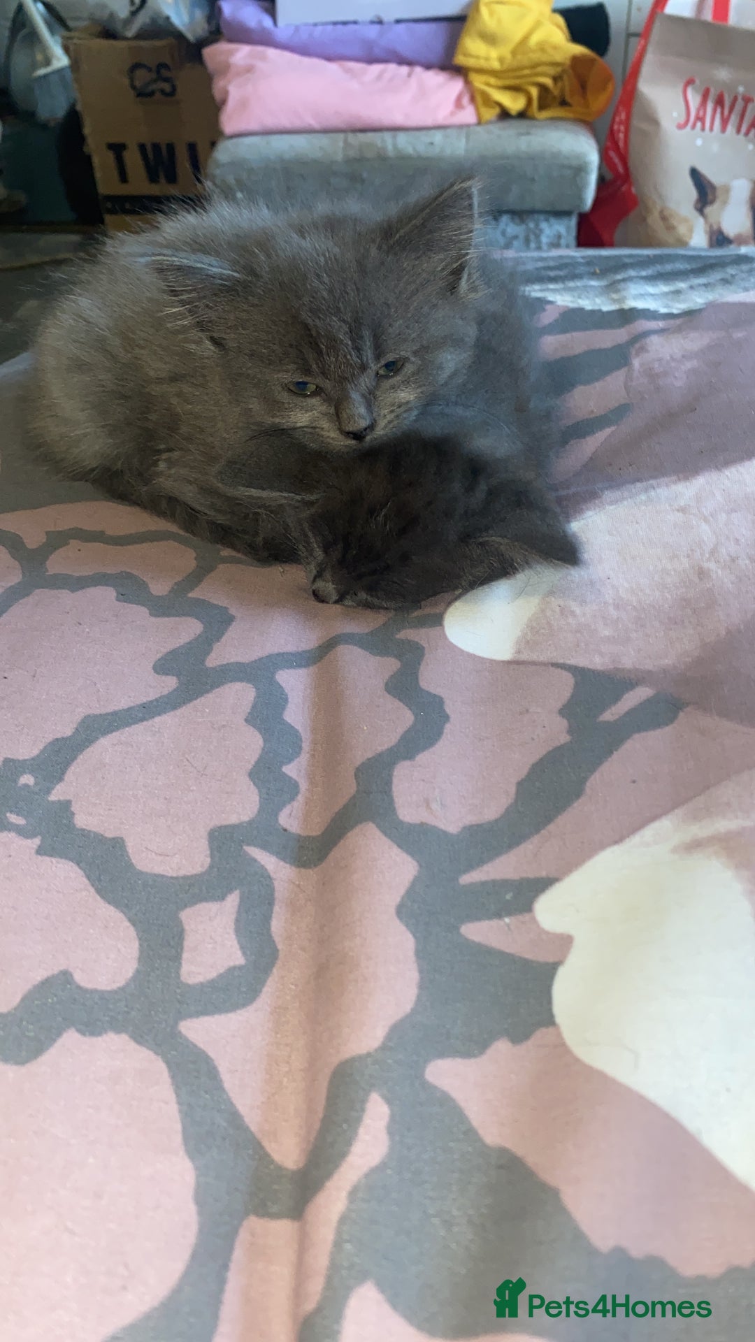 Mixed Breed cats for sale: 3 beautiful ragdoll cross British shorthair - Advert 8