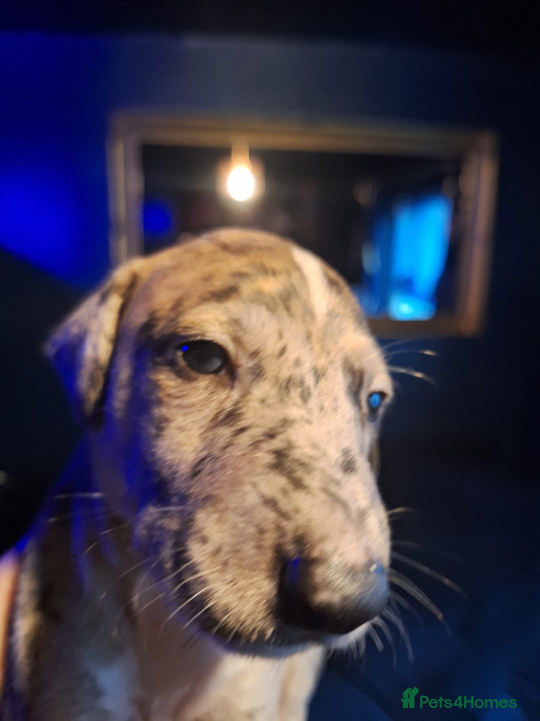 Lurcher dogs for sale: Really Now saluki Lurcher  - Advert 30