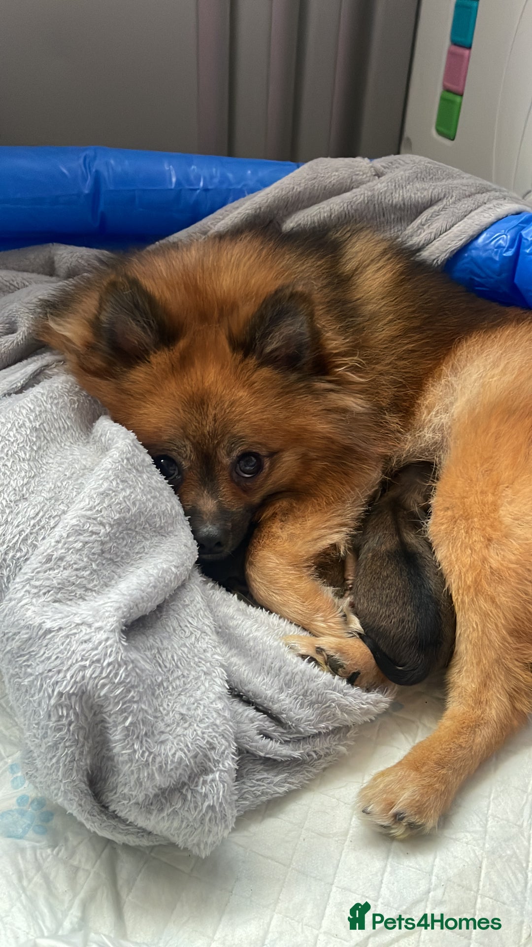 Pomeranian dogs for sale: Pomerian puppies  - Advert 1