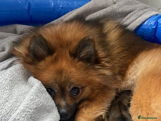 Pomeranian dogs Pomerian puppies - Advert 6