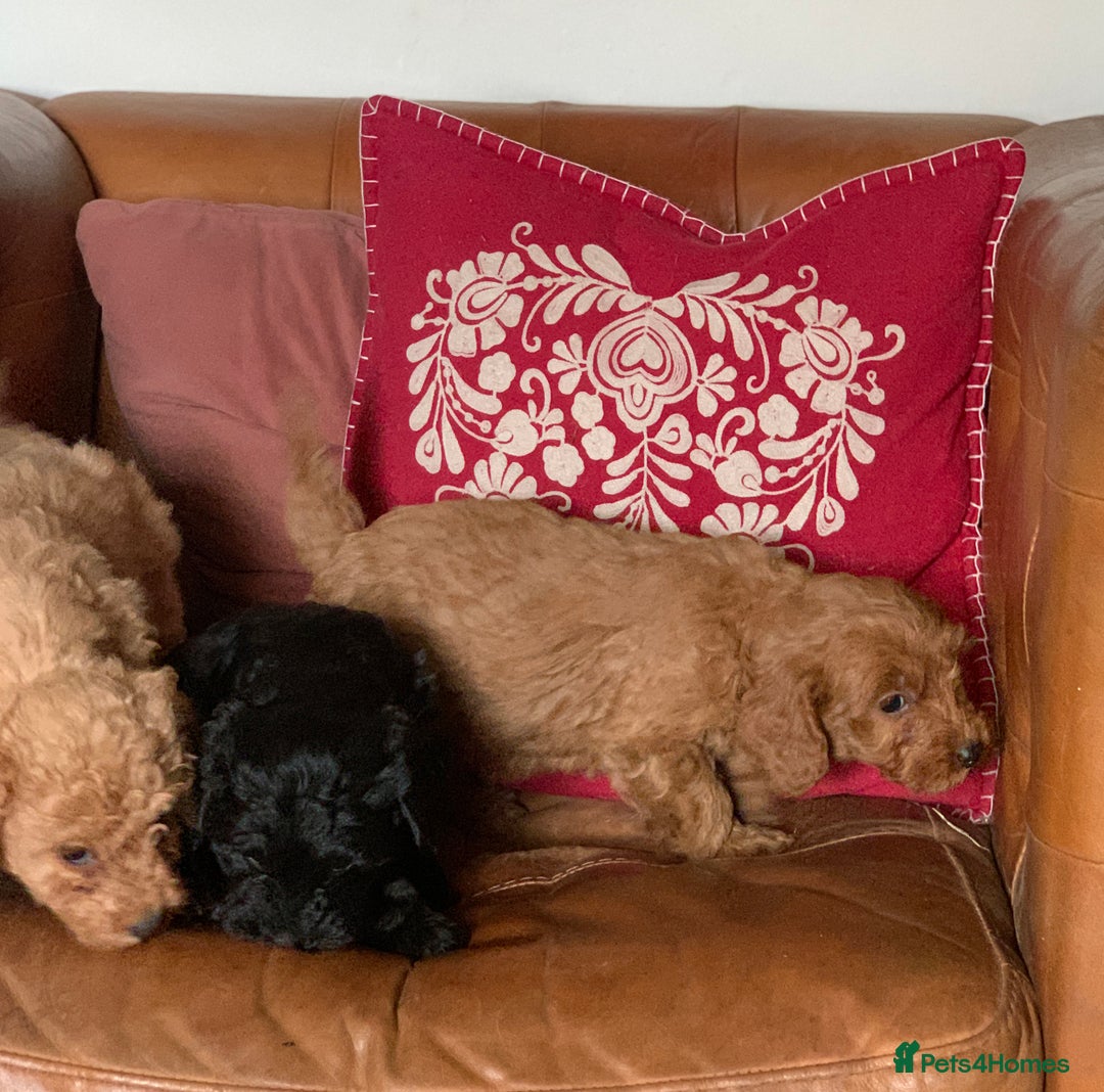 Cockapoo dogs for sale: Small Curly Cockapoo Puppies For Sale - Advert 9