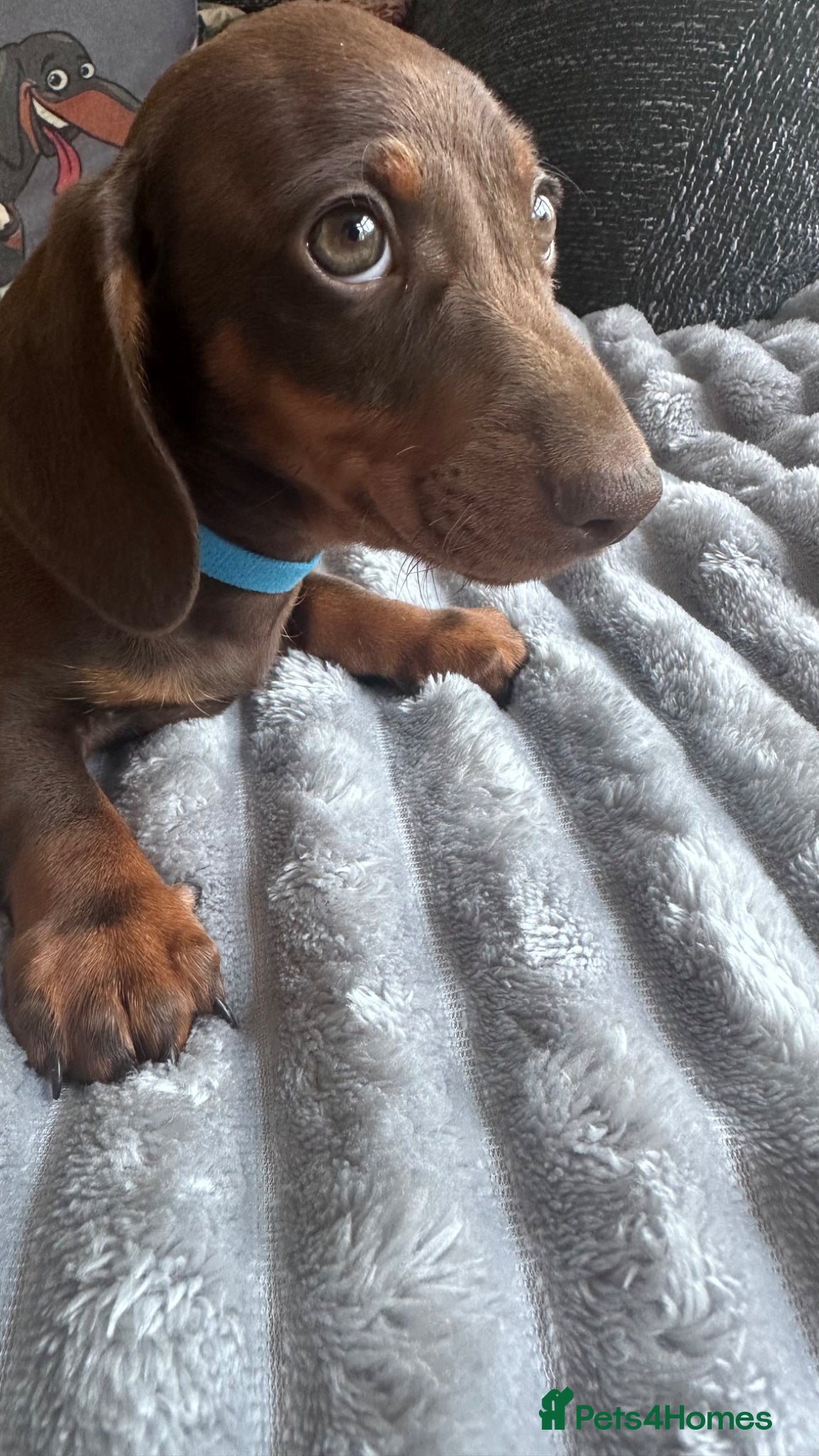 Miniature Dachshund dogs Ready now Miniature Kc registered Pra clear - Advert 16