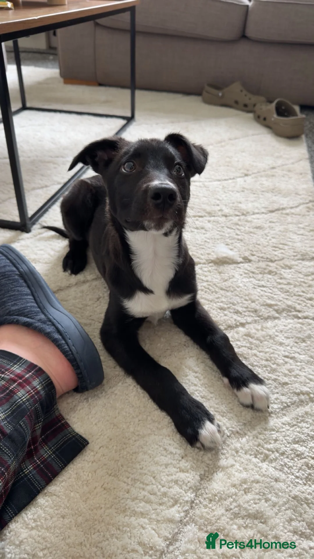 Mixed Breed dogs for sale: Blaze - Border Collie X Saluki in Stockton-on-Tees - Advert 2