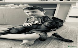 German Shepherd dogs for sale: Dark Sable German Shepherd Puppy (Male) - Advert 13