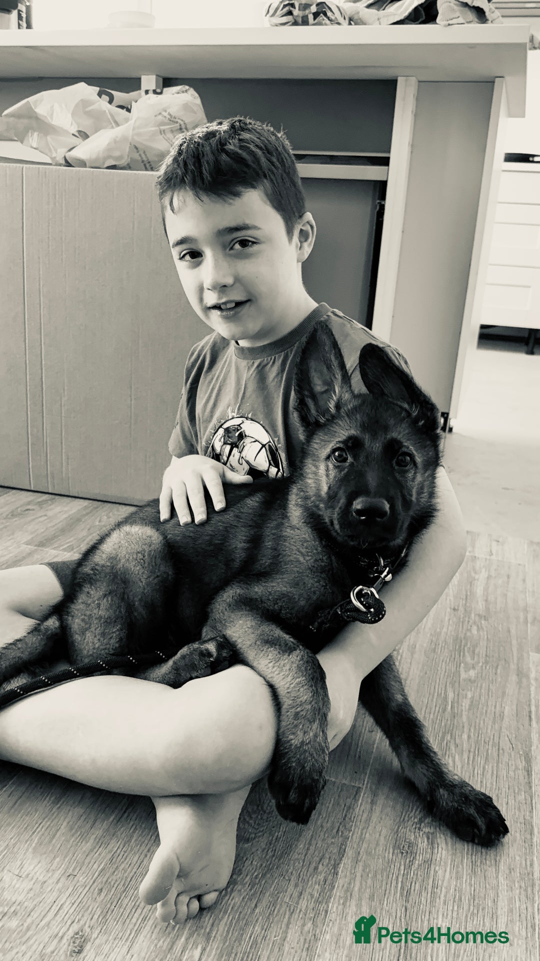 German Shepherd dogs for sale: Dark Sable German Shepherd Puppy (Male) - Advert 13