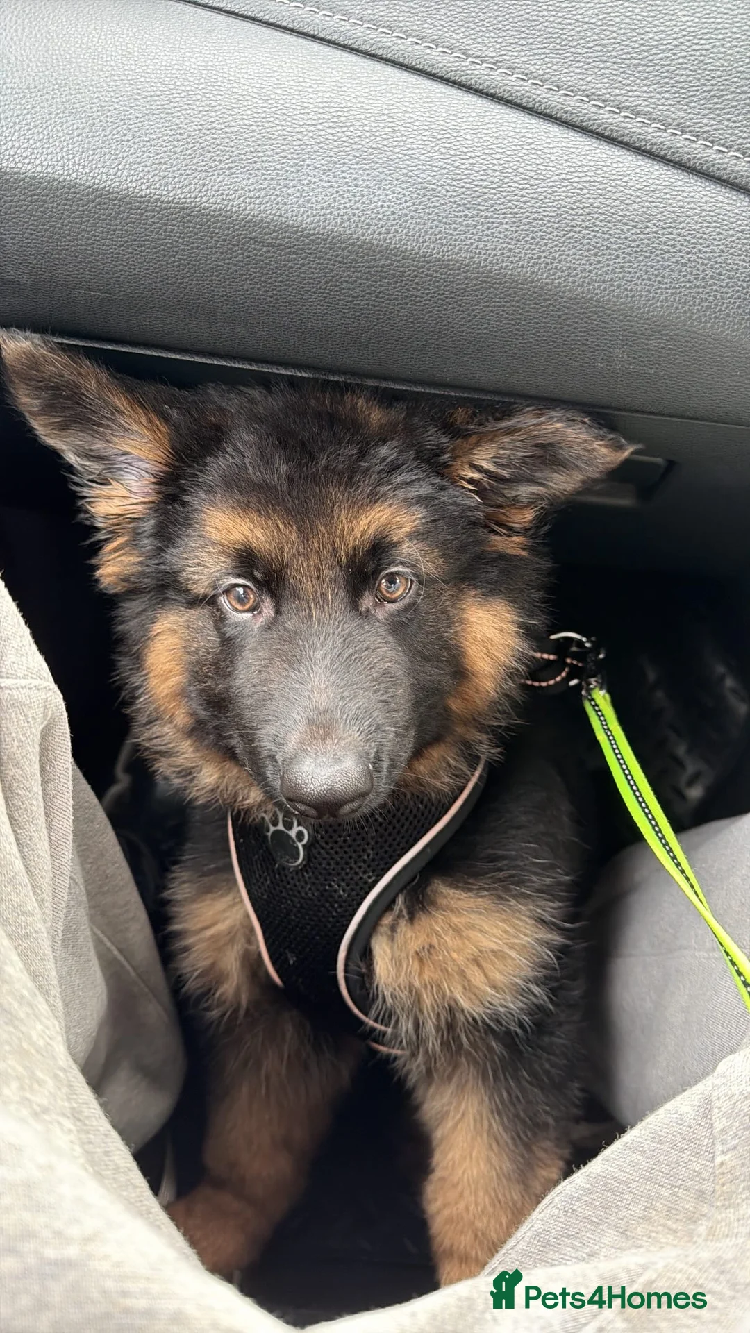 German Shepherd dogs for sale: German shepherd puppy in Gosport - Advert 4