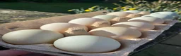 Ducks poultry for sale: Pure Indian Runner Ducklings + Fertile Eggs - Advert 8