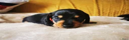 Miniature Dachshund dogs for sale: KC Stunning litter of girls 💗 - Advert 7
