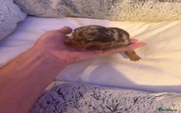 Dachshund dogs for sale: Dapple Dachshund Puppies - Image 22