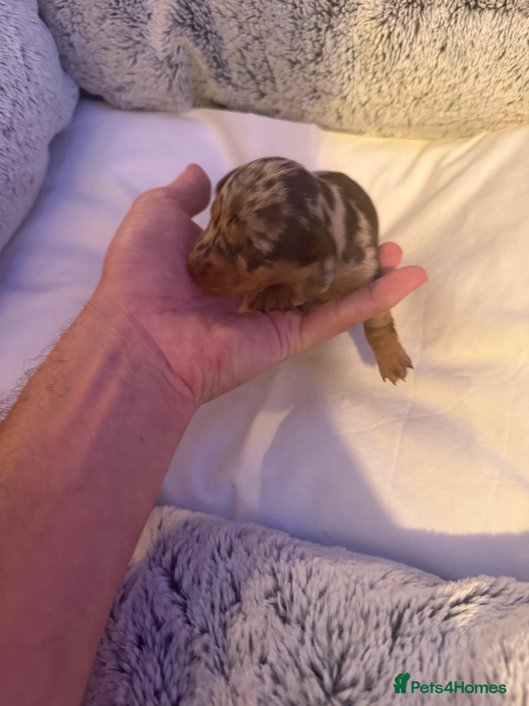 Dachshund dogs for sale: Dapple Dachshund Puppies - Image 22