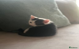 Ragdoll cats for sale: Male kittens  - Image 9