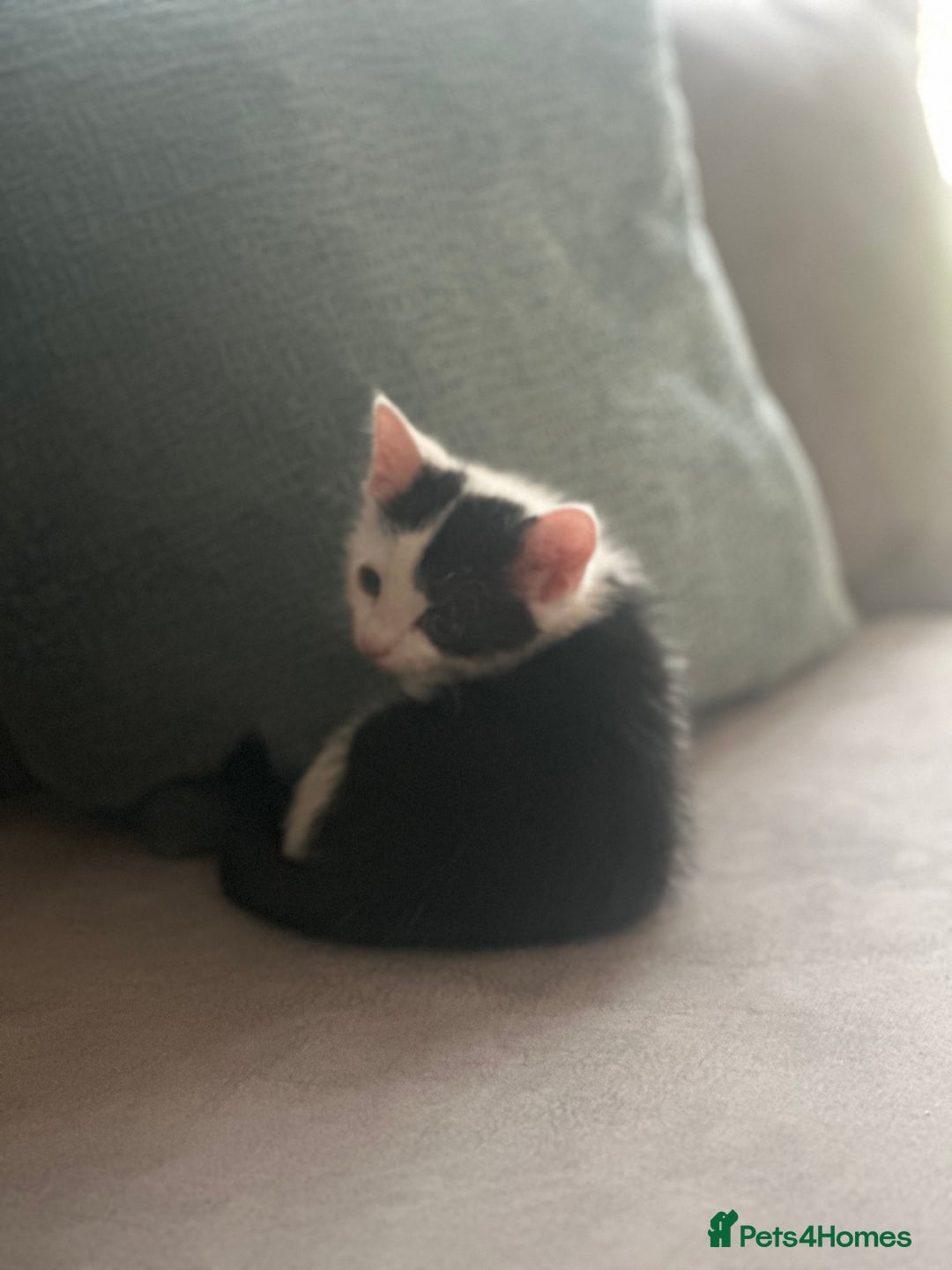 Ragdoll cats for sale: Male kittens  - Image 9