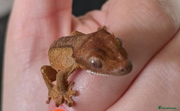 Gecko reptiles Crested gecko and terrarium  - Advert 1