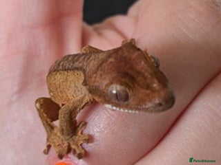 Gecko reptiles Crested gecko and terrarium - Advert 1