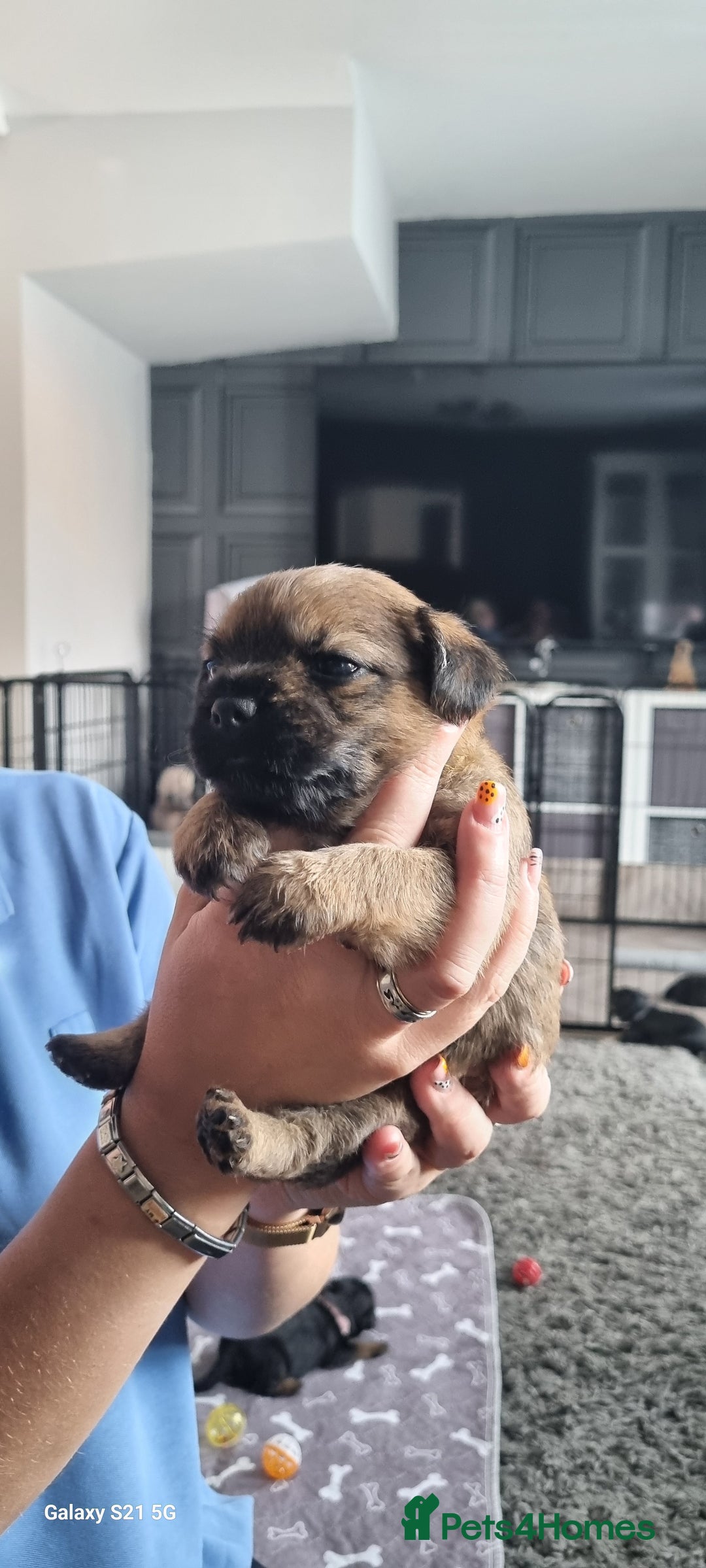 Border Terrier dogs for sale: Border Terrier Pups - Image 20