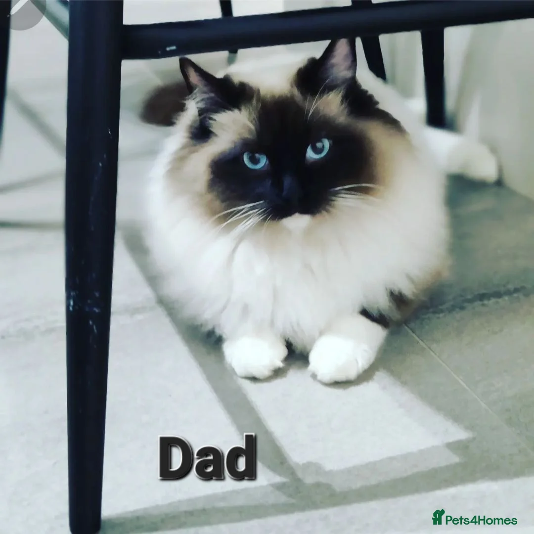 Ragdoll cats for sale: ragdoll kittens  - Advert 11