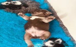 French Bulldog dogs for sale: Stunning French bulldog boy - Image 10