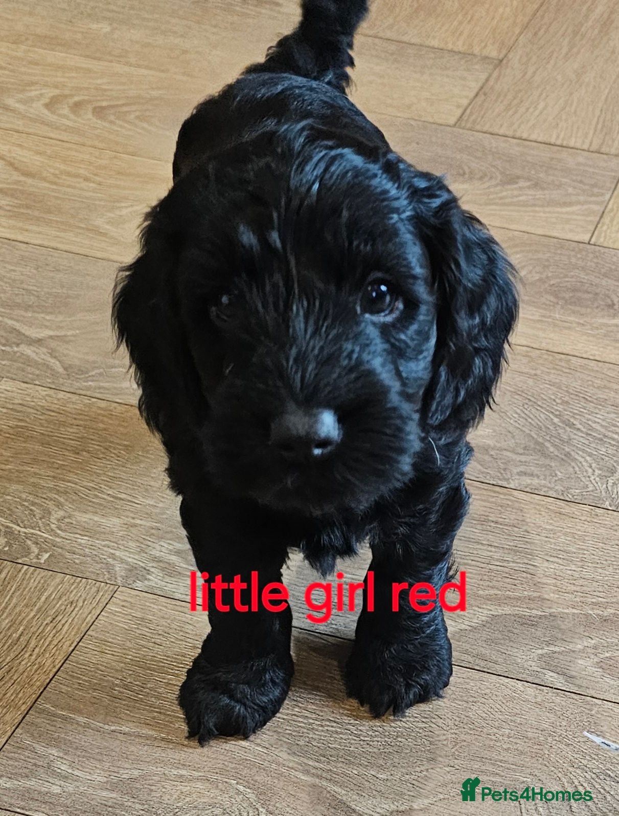 Cockapoo dogs Beautiful Cockapoo puppies - Advert 7