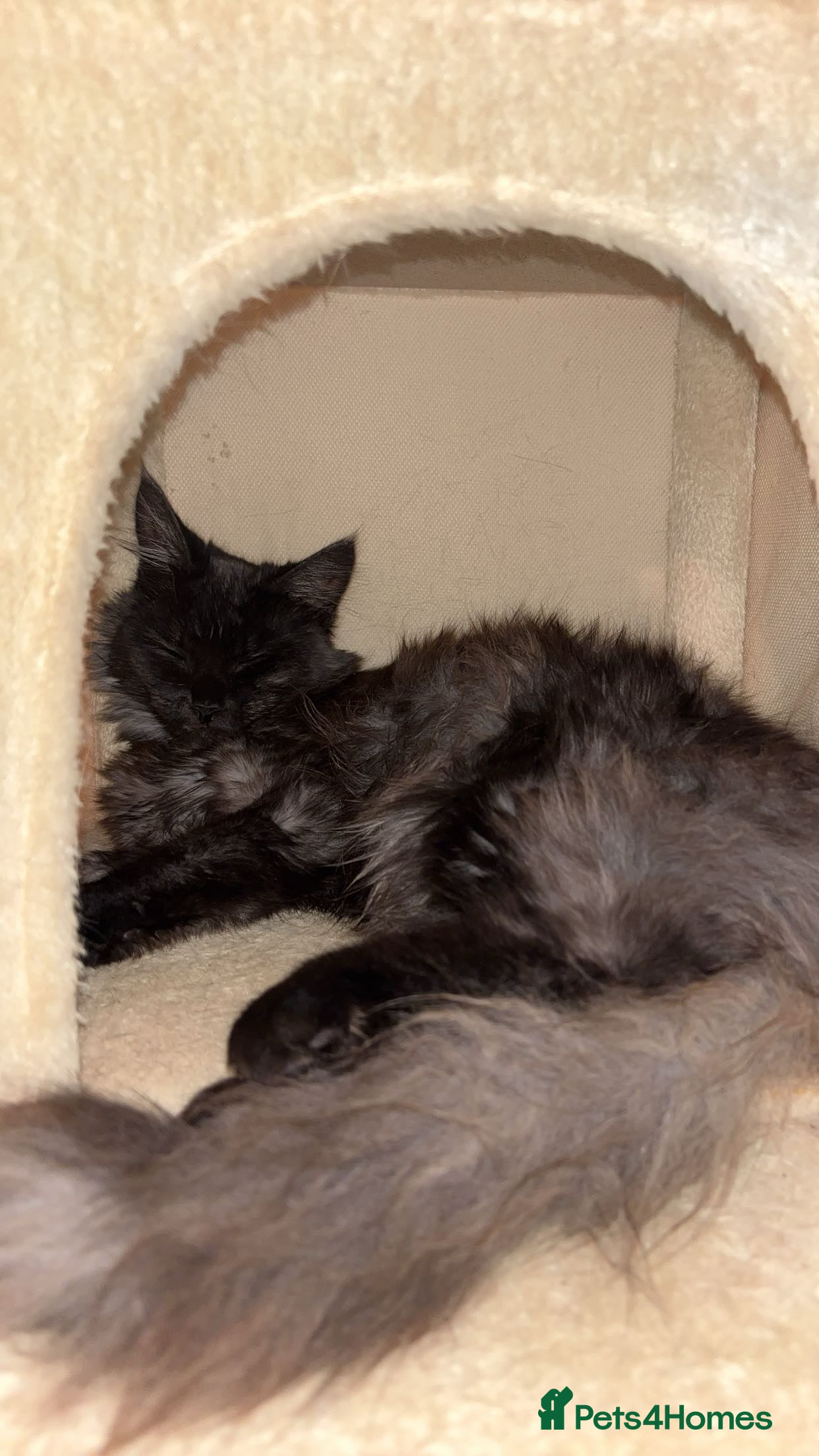 Maine Coon cats 🐾 Beautiful Black Maine Coon–Type Female🖤 - Advert 2