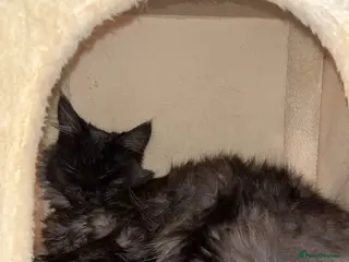 Maine Coon cats 🐾 Beautiful Black Maine Coon–Type Female🖤 - Advert 1