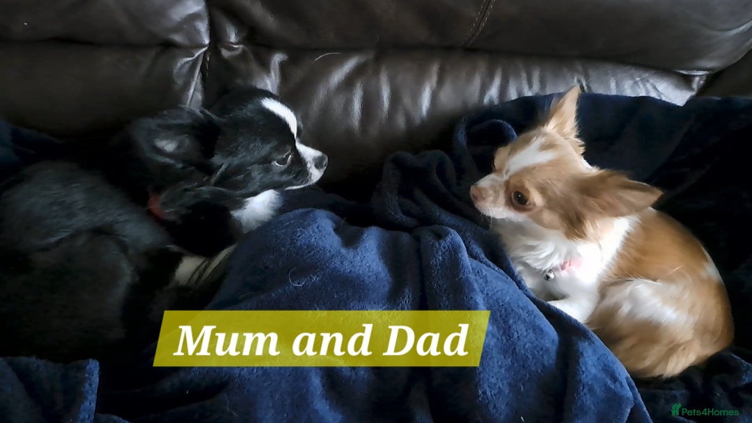 Chihuahua dogs for sale: Long Coat Chihuahua puppies - Image 31