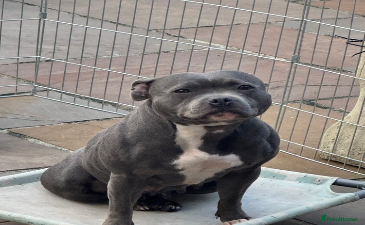 Staffordshire Bull Terrier dogs - Advert 8