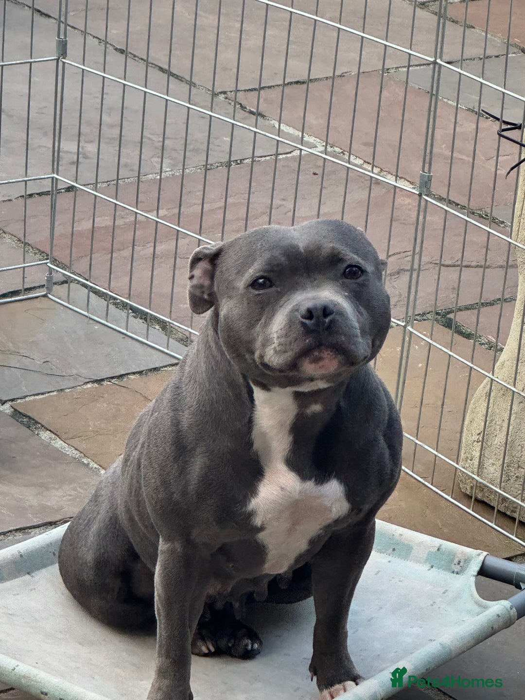 Staffordshire Bull Terrier dogs for sale: Please read the add , kc female  - Image 1