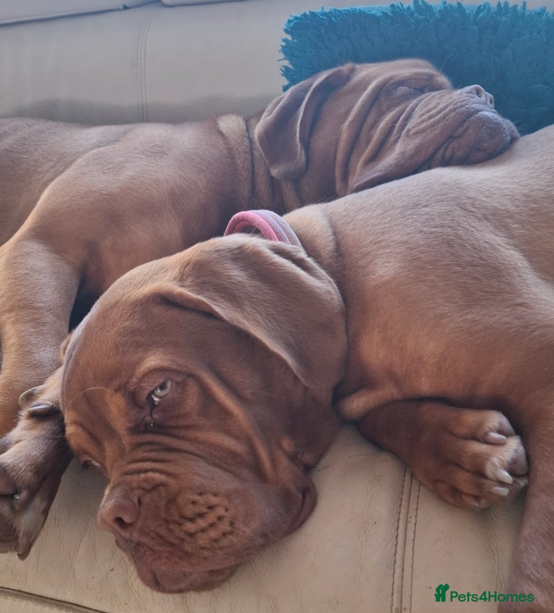 Dogue De Bordeaux dogs for sale: Dogue de Bordeaux pups  - Image 25