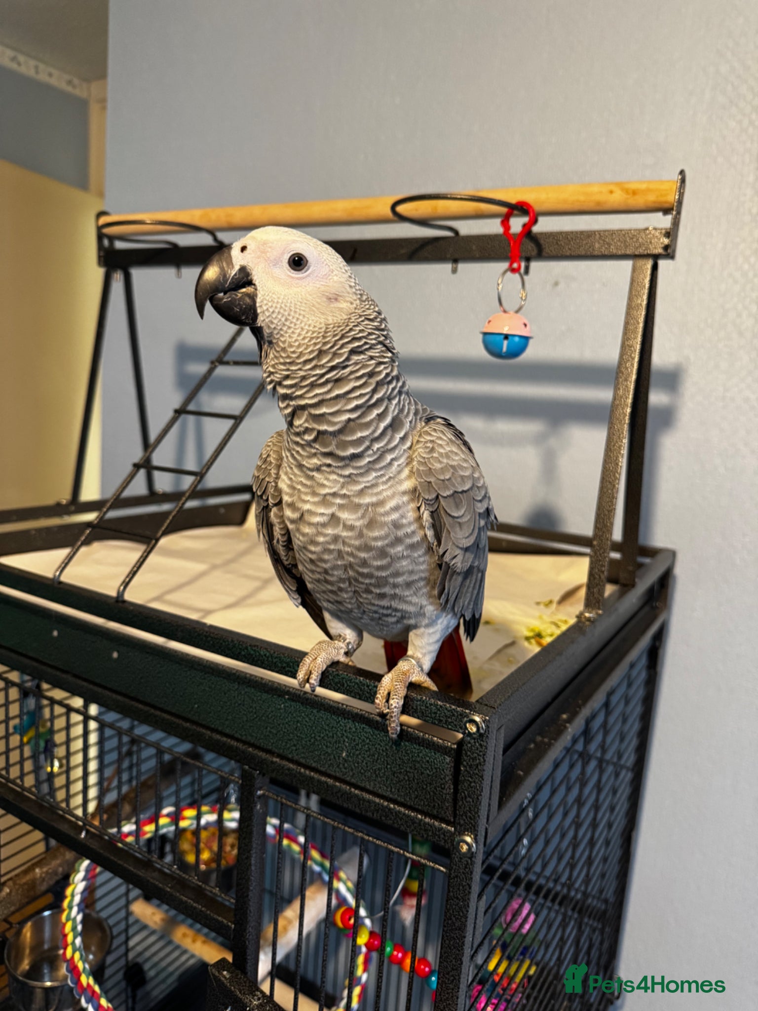 Parrots birds 6 month old African grey parrot  - Advert 4