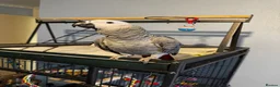 Parrots birds for sale: 6 month old African grey parrot  - Advert 1