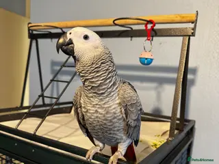 Parrots birds 6 month old African grey parrot - Advert 17