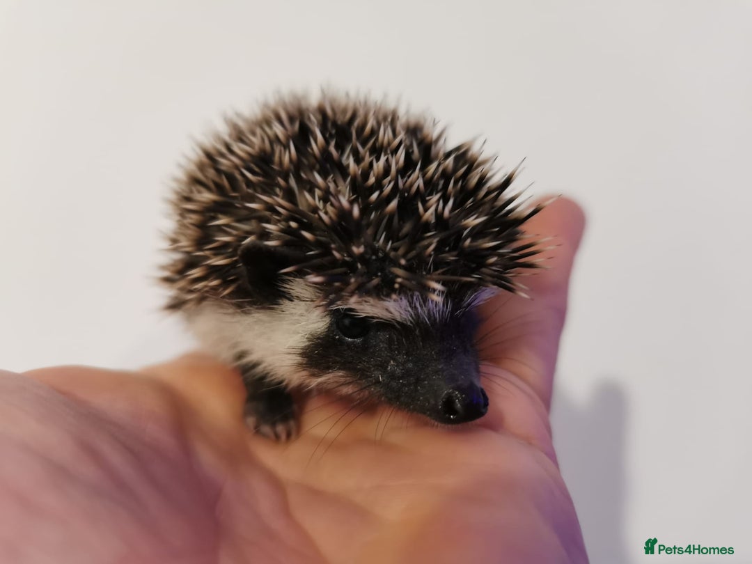 Pygmy Hedgehog rodents for sale: Male and a female african pygmy hedgehog  - Image 5