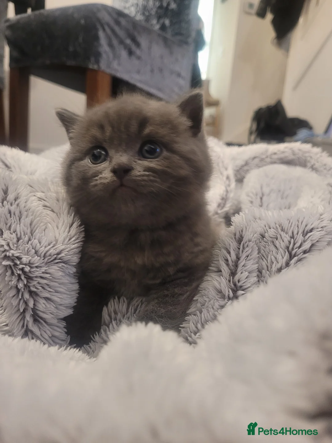 British Shorthair cats for sale: BSH kittens  - Advert 14