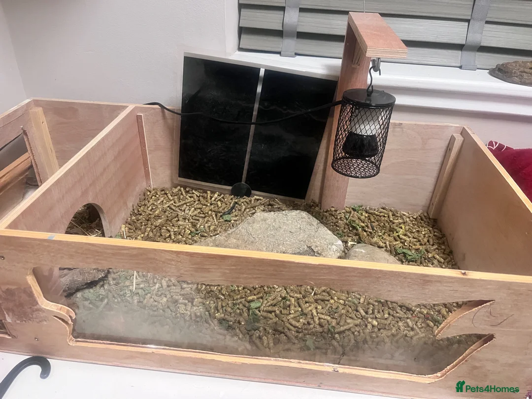 Tortoise reptiles for sale: Young female tortoise 🐢  - Advert 10
