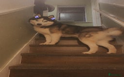 Siberian Husky dogs for sale: Kc Siberian husky - Image 1