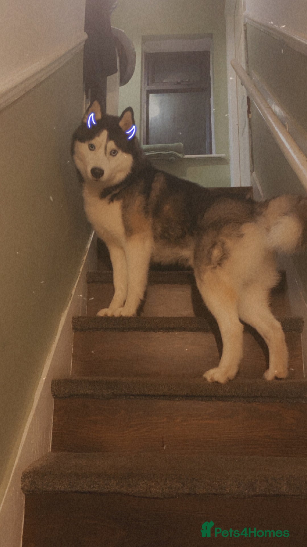 Siberian Husky dogs for sale: Kc Siberian husky - Image 1