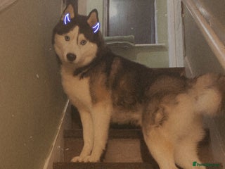 Siberian Husky dogs - Advert 1
