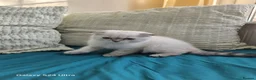 Scottish Fold cats for sale: 6 SCOTTISH FOLD KITTENS - Advert 13