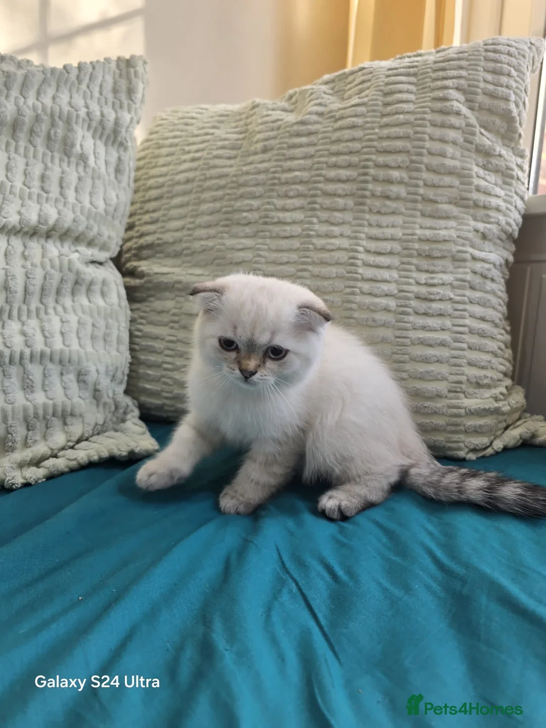 Scottish Fold cats for sale: 6 SCOTTISH FOLD KITTENS - Advert 13