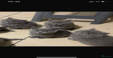 British Longhair cats - Advert 2