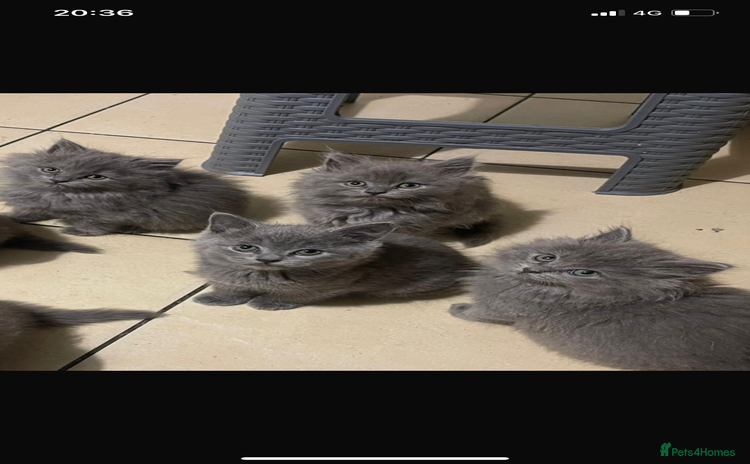 British Longhair cats - Advert 8