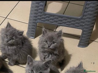 British Longhair cats - Advert 8