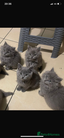 British Longhair cats - Advert 8