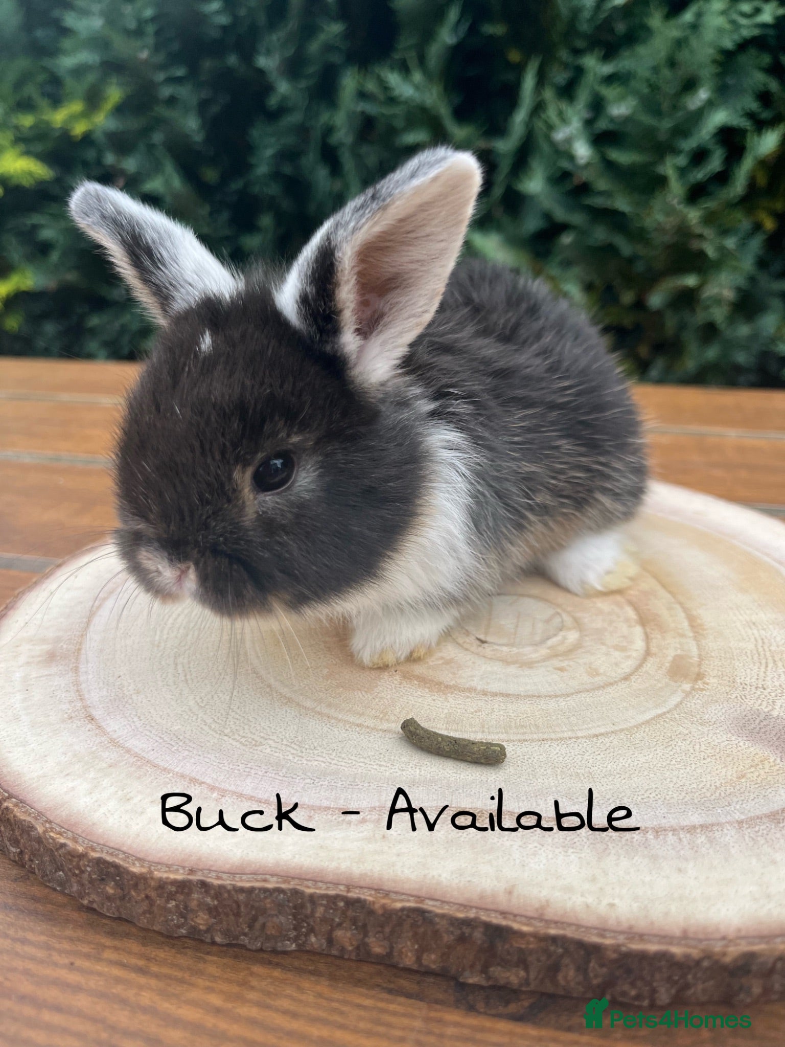 Mini Lop rabbits Mini Lop Babies - Ready to leave end of July  - Advert 10