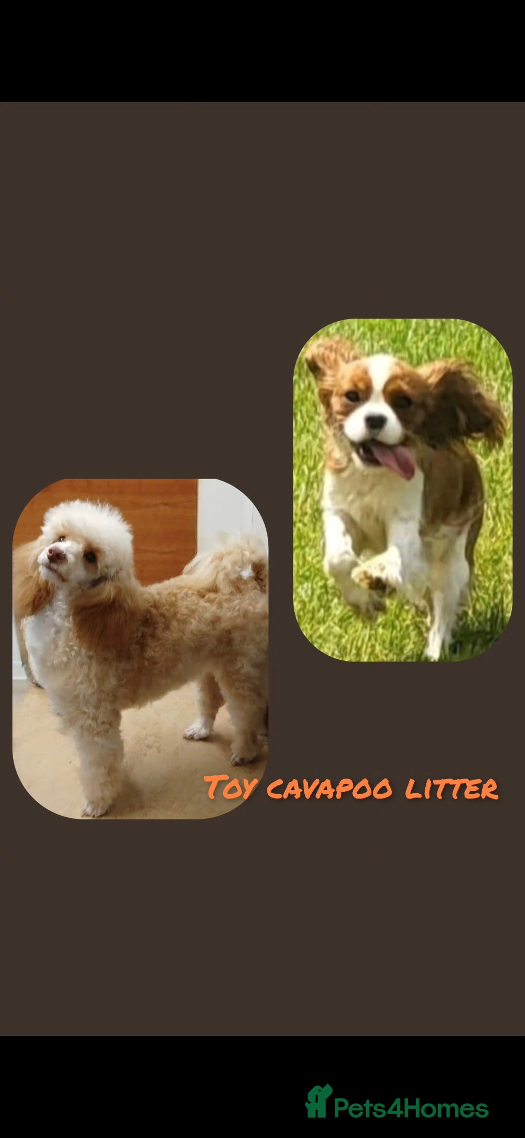 Cavapoo dogs for sale: F1 toy cavapoos  - Advert 3