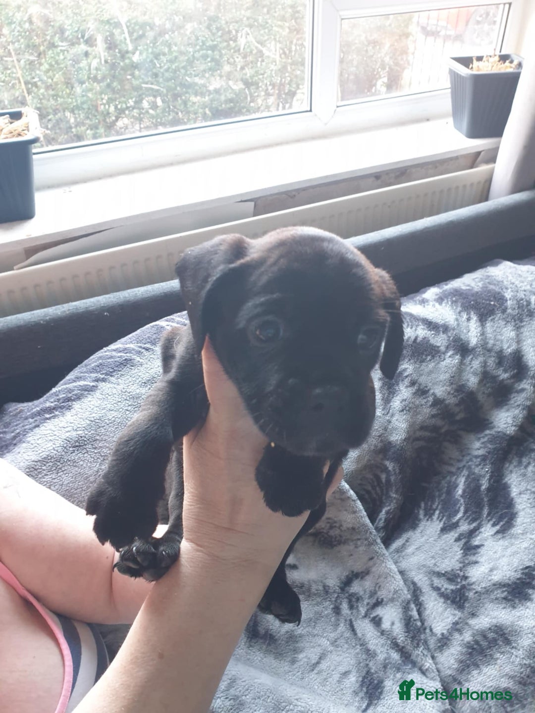Mixed Breed dogs for sale: Cocker bull puppies for sale  - Image 5