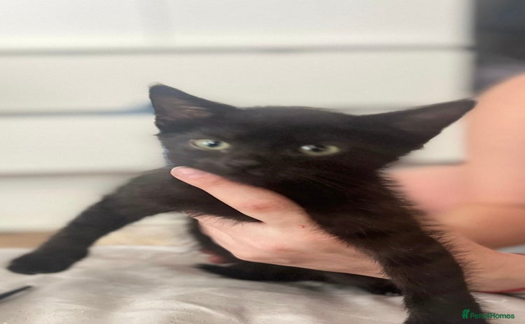 Domestic Shorthair cats - Advert 9